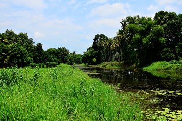 Fototapeta na wymiar Rural Kerala - Free from pollution