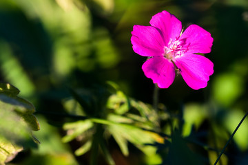 Obraz premium pink wild flower in the garden