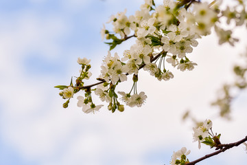 Flowers of the cherry blossoms on a spring day