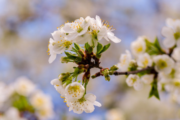 Flowers of the cherry blossoms on a spring day