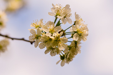 Flowers of the cherry blossoms on a spring day