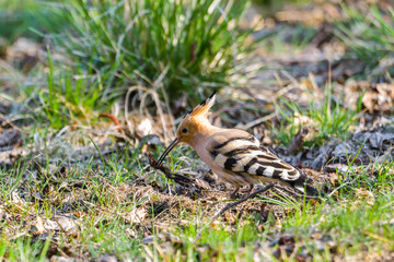 Eurasian hoopoe looking for food in urban environment