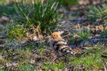 Eurasian hoopoe looking for food in urban environment