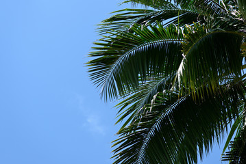 Fototapeta premium Coconut palm against the blue sky. Tropical background