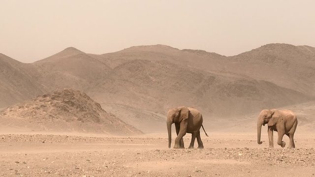 Desert elephant (Loxodonta africana) walking in Hoanib desert with wind blowing sand