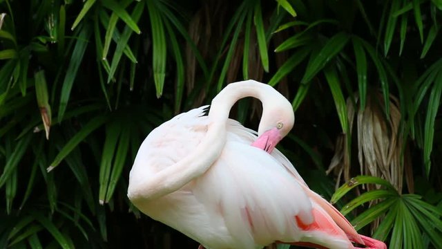 close - up of a flamingo.