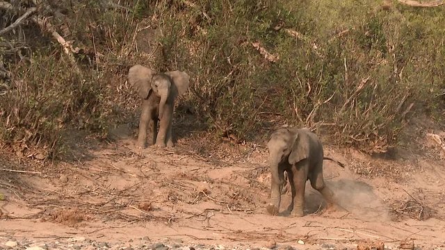 Desert elephant (Loxodonta africana)  calfs playing and thumbling, in the dry Hoanib river bed, Namibia.