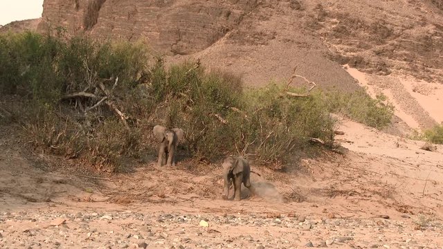 Desert elephant (Loxodonta africana)  calfs playing and thumbling, in the dry Hoanib river bed, Namibia.