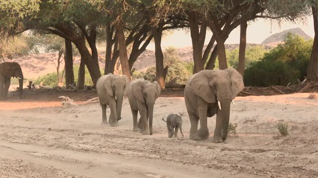 Desert elephant (Loxodonta africana) herd with calfs walking in the dry Hoanib river bed, Namibia.