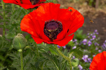 bees collect nectar from red poppies. Bees fly over flowers.