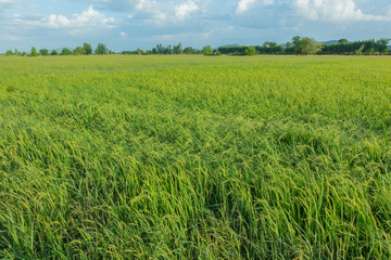 Rice fields in the evening before sunset