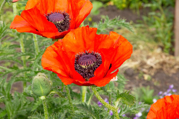 bees collect nectar from red poppies. Bees fly over flowers.