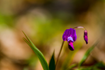 Forest pink flowers