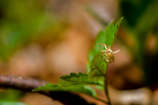 Small green spider on a leaf