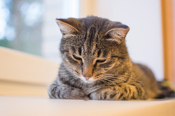 the cat lies on the windowsill and looks out the window
