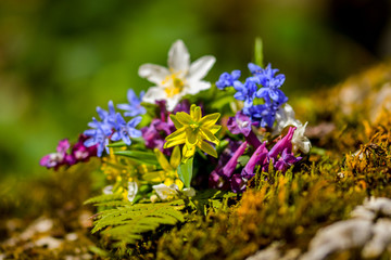 Bouquet of first spring flowers in forest. Selective focus