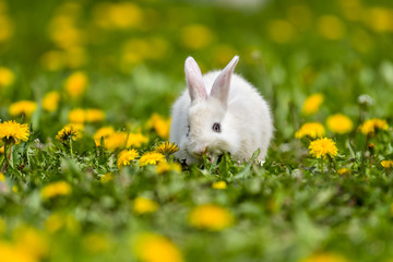 Little rabbit on green grass in summer day