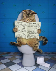 The funny cat is sitting on the toilet bowl and reading a newspaper.