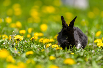 Little rabbit on green grass in summer day
