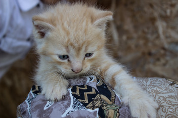 Little red, striped kitten on the porch