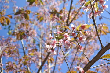 flowers in spring