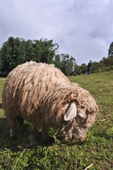 Obraz premium sheep in field