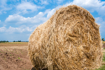 Field with straw bales in summer