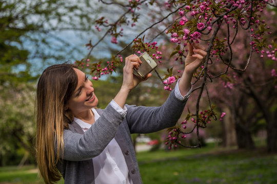 Woman photographing pink cherry blossom on a tree.