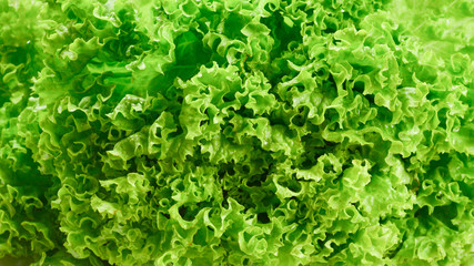 Fototapeta na wymiar Iceberg lettuce isolated on white background.