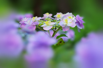 梅雨の季節、アジサイの花が咲く