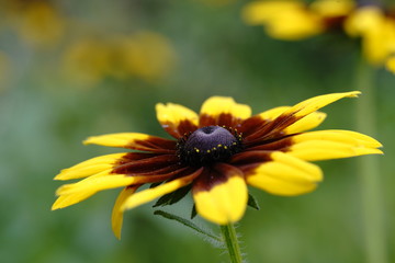 ルドベキア満開