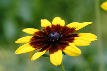 ルドベキア満開