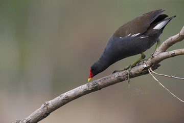 An adult The common moorhen (Gallinula chloropus) perched on a tree branch above the water in the city of Berlin Germany.