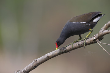 An adult The common moorhen (Gallinula chloropus) perched on a tree branch above the water in the city of Berlin Germany.
