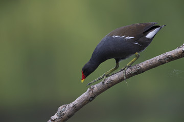 An adult The common moorhen (Gallinula chloropus) perched on a tree branch above the water in the city of Berlin Germany.