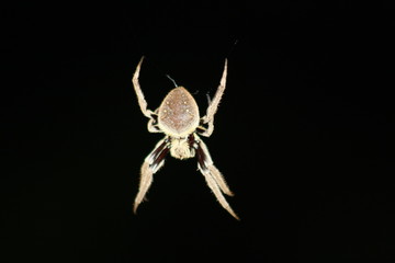 night spider