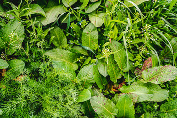 Green lush meadow