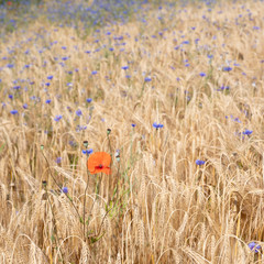 Naklejka premium wheat field with corn flowers and poppies