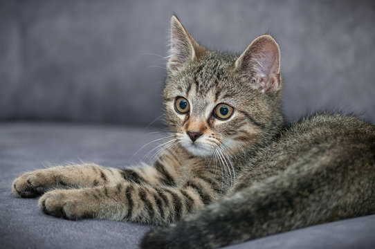 Kitten - portrait