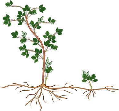 plant with green leaves and brown roots clip art preview