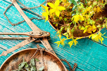 Fesh yellow flowers Hypericum