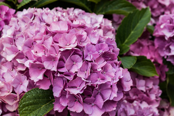 many pink flowers together and green leafs