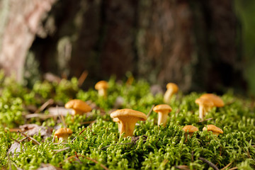 Chanterelle mushrooms on green forest moss. Bright mushrooms in the summer forest.