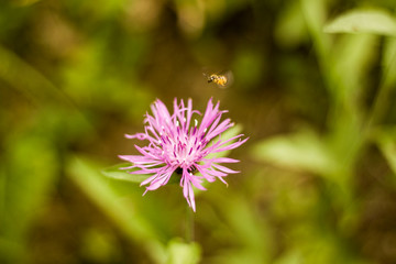 Pink flower on green background with bee