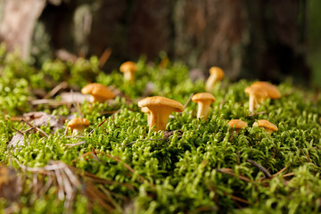 Chanterelle mushrooms on green forest moss. Bright mushrooms in the summer forest.