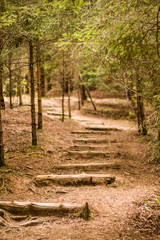 Wooden stairs through the forest