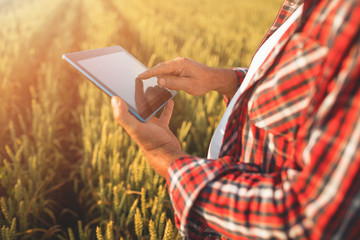 Farmers with tablet in a wheat field. Smart farming