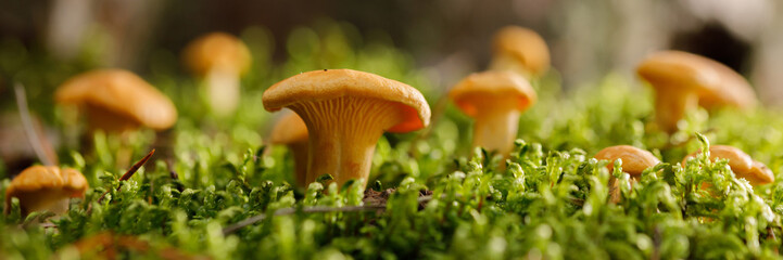 Chanterelle mushrooms on green forest moss. Bright mushrooms in the summer forest.