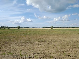 landscape with wheat field and blue sky