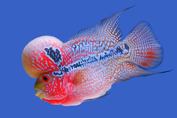 Beautiful fish flowerhorn cichlid isolated red pearl big hump head pet animal hobbyist on blue...